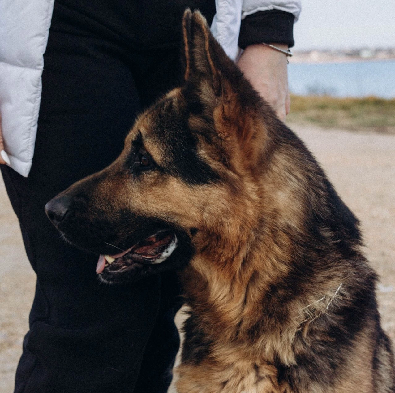 Chien et chat suivis au cabinet vétérinaire