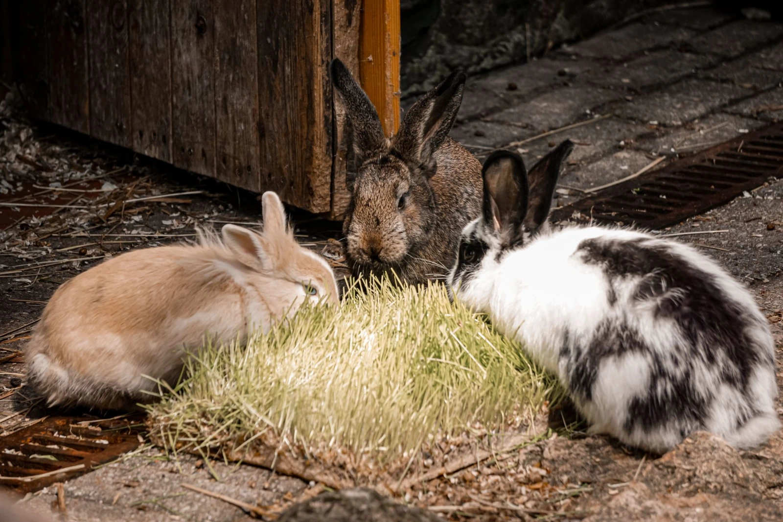 Lapin accueilli à Montfort Vétérinaire